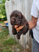 Neal Ready Now, a male Cocker Spaniel for sale in Brooksville, FL – 6 of 8