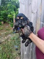 Luna Ready Now , a male Cocker Spaniel for sale in Brooksville, FL – 2 of 10