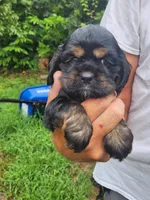 Luna AKC, a male Cocker Spaniel for sale in Brooksville, FL – 8 of 8