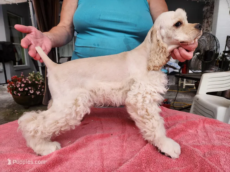 Owen Ready Now  – Cocker Spaniel puppy for sale in Brooksville, FL