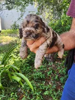 Nancy  On Hold, a female Cocker Spaniel for sale in Brooksville, FL – 5 of 5