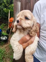 Keaton, a male Cocker Spaniel for sale in Brooksville, FL – 7 of 10