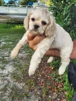 Hannah , a female Cocker Spaniel for sale in Brooksville, FL – 9 of 10