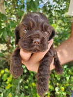 Neal Ready 07/02, a male Cocker Spaniel for sale in Brooksville, FL – 3 of 8