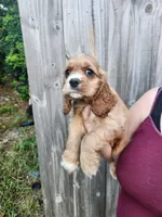 Leah Ready Now , a male Cocker Spaniel for sale in Brooksville, FL – 7 of 9