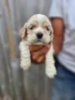 Jake Ready 07/06, a male Cocker Spaniel for sale in Brooksville, FL – 7 of 7