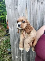 Leah Ready Now , a male Cocker Spaniel for sale in Brooksville, FL – 9 of 9