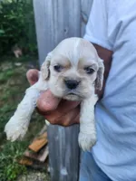 Jessa On Hold, a female Cocker Spaniel for sale in Brooksville, FL – 3 of 9
