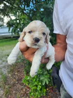 Hank Ready 07/22, a male Cocker Spaniel for sale in Brooksville, FL – 2 of 7