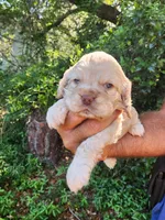 Nathan Ready 07/02, a male Cocker Spaniel for sale in Brooksville, FL – 7 of 8