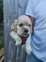 Garrett , a male Cocker Spaniel for sale in Brooksville, FL – 5 of 8