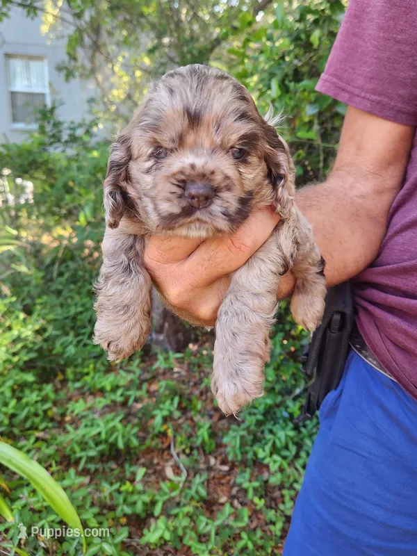 Nancy – Cocker Spaniel puppy for sale in Brooksville, FL