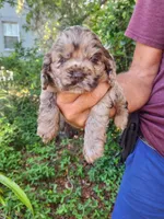 Nancy  On Hold, a female Cocker Spaniel for sale in Brooksville, FL – 1 of 5