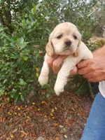 processed/fd436e6a-6b65-4207-b00c-3d95f7bf5faa/listing/3ba6cb4a-ad68-41bb-8687-7ab6e427b88e/a0bf700c-6b3c-4f75-966a-c71044fc33fe