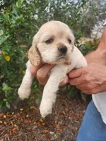 processed/fd436e6a-6b65-4207-b00c-3d95f7bf5faa/listing/3ba6cb4a-ad68-41bb-8687-7ab6e427b88e/a7f8c759-babe-4402-9fd6-fa6f8ce81d8e