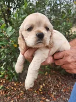 processed/fd436e6a-6b65-4207-b00c-3d95f7bf5faa/listing/3ba6cb4a-ad68-41bb-8687-7ab6e427b88e/edb4c26b-6618-4570-a323-65e0674d69b0