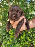 Neal Ready 07/02, a male Cocker Spaniel for sale in Brooksville, FL – 4 of 8