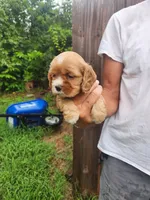 Leah AKC, a male Cocker Spaniel for sale in Brooksville, FL – 5 of 8