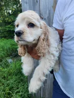 Hackett Reduced , a male Cocker Spaniel for sale in Brooksville, FL – 2 of 8