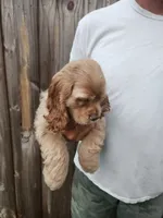Kent Sold, a male Cocker Spaniel for sale in Brooksville, FL – 10 of 10