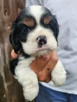 Lincoln , a male Cocker Spaniel for sale in Brooksville, FL – 4 of 10