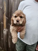 Kent Sold, a male Cocker Spaniel for sale in Brooksville, FL – 7 of 10