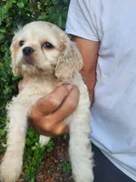 Hannah , a female Cocker Spaniel for sale in Brooksville, FL – 6 of 10