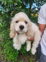 Hannah Ready Now , a female Cocker Spaniel for sale in Brooksville, FL – 4 of 10