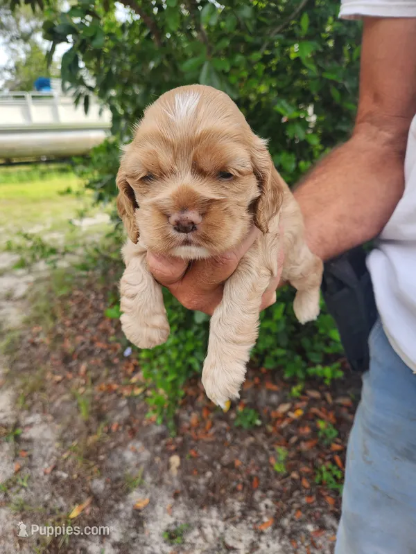 Kent – Cocker Spaniel puppy for sale in Brooksville, FL