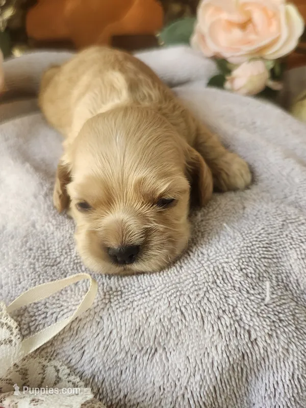 Gina – Cocker Spaniel puppy for sale in Brooksville, FL