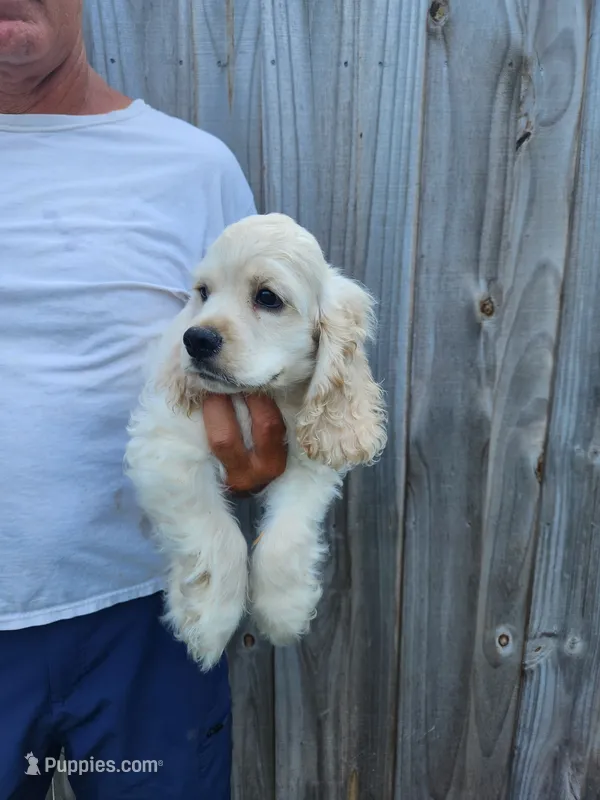 Hank Ready Now  – Cocker Spaniel puppy for sale in Brooksville, FL