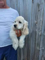 Hank Reduced , a male Cocker Spaniel for sale in Brooksville, FL – 1 of 8