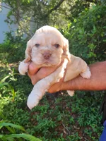 Nathan Ready 07/02, a male Cocker Spaniel for sale in Brooksville, FL – 1 of 8