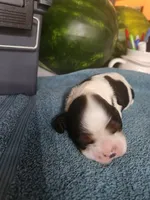 Lucas AKC, a male Cocker Spaniel for sale in Brooksville, FL – 4 of 4