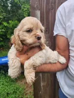 Keaton, a male Cocker Spaniel for sale in Brooksville, FL – 8 of 10
