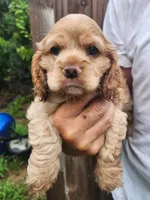 Kent, a male Cocker Spaniel for sale in Brooksville, FL – 7 of 10