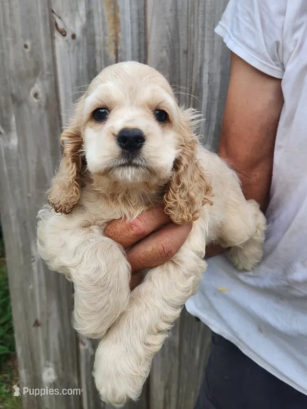 Jake Ready Now  – Cocker Spaniel puppy for sale in Brooksville, FL