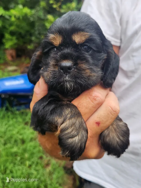 Luna AKC – Cocker Spaniel puppy for sale in Brooksville, FL