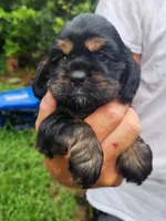 Luna AKC, a male Cocker Spaniel for sale in Brooksville, FL – 1 of 8