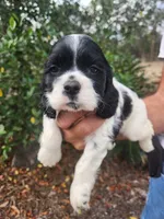 processed/fd436e6a-6b65-4207-b00c-3d95f7bf5faa/listing/488bb1a1-975c-4cb4-b9c3-26429fff360d/0bc77124-b38c-480e-93cd-a416db867b3f