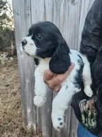 Candi Ready Now, a female Cocker Spaniel for sale in Brooksville, FL – Photo 1 of 2