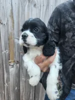 Candi Ready Now, a female Cocker Spaniel for sale in Brooksville, FL – Photo 2 of 2