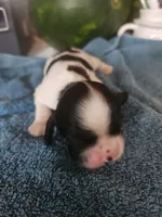 Lincoln AKC, a male Cocker Spaniel for sale in Brooksville, FL – 6 of 6