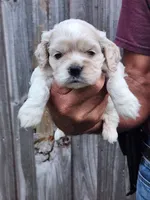 Hannah Ready 07/22, a female Cocker Spaniel for sale in Brooksville, FL – 2 of 6