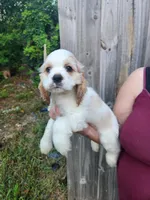 London Ready Now , a male Cocker Spaniel for sale in Brooksville, FL – 6 of 9