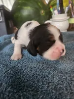 Levi AKC, a male Cocker Spaniel for sale in Brooksville, FL – 3 of 6