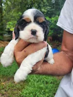 Lola AKC, a male Cocker Spaniel for sale in Brooksville, FL – 1 of 8
