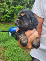 Luna AKC, a male Cocker Spaniel for sale in Brooksville, FL – 7 of 8
