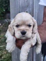 Grayson , a male Cocker Spaniel for sale in Brooksville, FL – 5 of 9