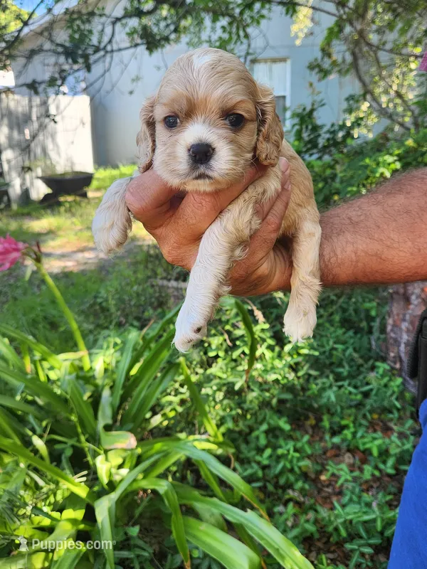 Ginger  – Cocker Spaniel puppy for sale in Brooksville, FL
